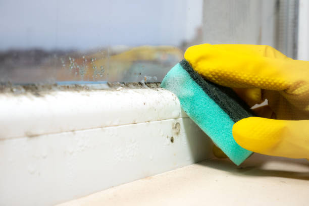 Best Mold Odor Removal Services  in Wells Branch, TX